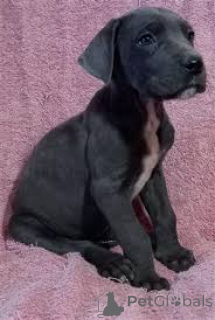 Zdjęcie №2 do zapowiedźy № 165435 na sprzedaż  dog niemiecki - wkupić się Austria prywatne ogłoszenie, hodowca