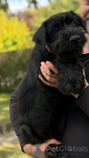 Zdjęcie №3. Szczenięta rasy Mittelschnauzer. Serbia