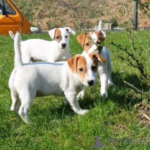 Zdjęcie №1. jack russell terrier - na sprzedaż w Антверпен | 1884zł | Zapowiedź №120691