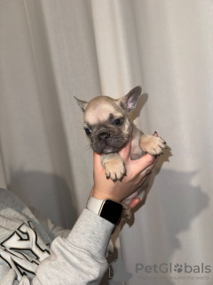 Zdjęcie №3. Französische Bulldogge Welpen - KC. Niemcy