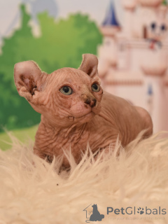 Zdjęcie №4. Sprzedam elf w HAIFA. od żłobka - cena - negocjowane