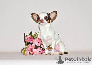 Dodatkowe zdjęcia: Urocza miniaturowa księżniczka. Dziewczyna Chihuahua.
