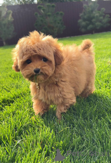 Zdjęcie №1. pudel (zabawka) - na sprzedaż w Brighton i Hove | 2631zł | Zapowiedź №154731