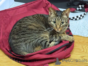 Zdjęcie №2 do zapowiedźy № 163836 na sprzedaż   - wkupić się Federacja Rosyjska prywatne ogłoszenie