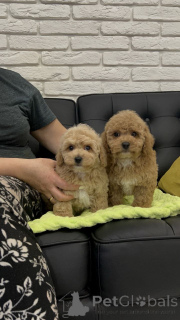 Zdjęcie №4. Sprzedam pudel (zabawka) w Helsinki. prywatne ogłoszenie, ze schronu - cena - 2392zł