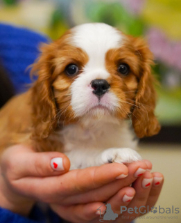 Zdjęcie №2 do zapowiedźy № 95860 na sprzedaż  cavalier king charles spaniel - wkupić się Niemcy prywatne ogłoszenie