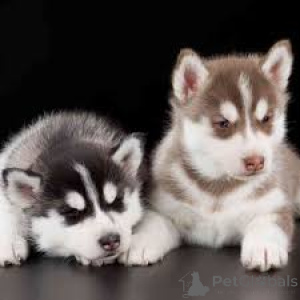 Zdjęcie №1. husky syberyjski - na sprzedaż w Domat/Ems | negocjowane | Zapowiedź №136079