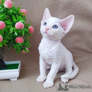 Zdjęcie №1. devon rex - na sprzedaż w Helsinki | negocjowane | Zapowiedź № 174656
