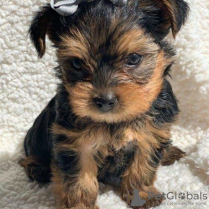 Zdjęcie №1. yorkshire terrier biewer - na sprzedaż w Ylläsjärvi | Bezpłatny | Zapowiedź №128362