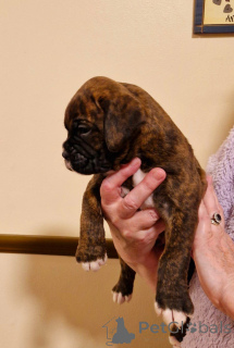 Zdjęcie №3. Brown i szczenięta REW i elektryczność szukają nowego domu. Austria