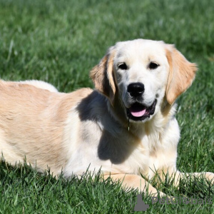 Zdjęcie №3. Sprzedam samca Golden Retrievera. USA