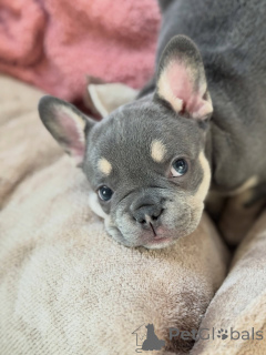 Zdjęcie №3. Dobrze zsocjalizowane szczenięta buldoga francuskiego Idealne zwierzęta domowe. Niemcy