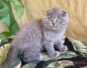 Zdjęcie №1. scottish fold - na sprzedaż w Norymberga | 1465zł | Zapowiedź № 126778