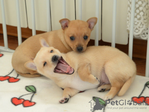 Zdjęcie №2 do zapowiedźy № 131691 na sprzedaż  podengo portugalski - wkupić się Federacja Rosyjska od żłobka