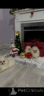 Zdjęcie №4. Sprzedam  w Novi Bečej.  - cena - 2392zł