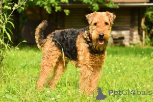 Zdjęcie №2 do zapowiedźy № 168776 na sprzedaż  airedale terrier - wkupić się Wyspa Man hodowca