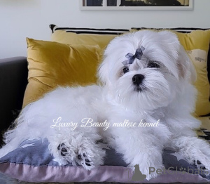 Zdjęcie №3. Czarujący bracia, maltańskie szczenięta, koreańska krew.. Ukraina