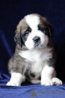 Zdjęcie №2 do zapowiedźy № 133583 na sprzedaż  bernardyn (rasa psa) - wkupić się Białoruś hodowca