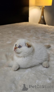 Zdjęcie №1. scottish fold - na sprzedaż w Jena | 1674zł | Zapowiedź № 173534