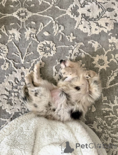 Zdjęcie №3. Prachtige Jack Russell Terrier-szczenię Zoeken een blijvend thuis. Belgia