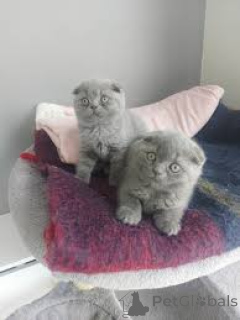 Zdjęcie №1. scottish fold - na sprzedaż w Bruksela | 2392zł | Zapowiedź № 164253