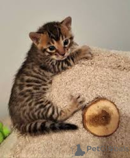 Zdjęcie №3. Kocięta bengalskie te koop. Belgia