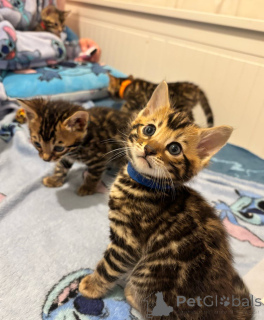 Zdjęcie №2 do zapowiedźy № 143459 na sprzedaż  bokser - wkupić się Niemcy hodowca