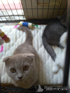 Zdjęcie №2 do zapowiedźy № 146101 na sprzedaż  scottish fold - wkupić się Gruzja prywatne ogłoszenie