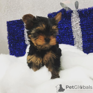 Zdjęcie №4. Sprzedam yorkshire terrier w Piec Pennsylvania. prywatne ogłoszenie, od żłobka, ze schronu, hodowca - cena - negocjowane