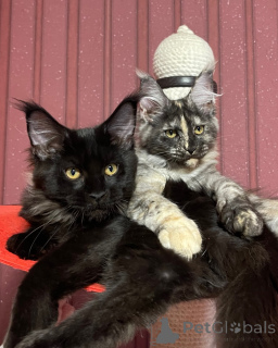 Zdjęcie №2 do zapowiedźy № 160670 na sprzedaż  maine coon - wkupić się Wielka Brytania hodowca