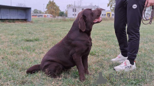 Zdjęcie №3. Labrador gotowy do krycia. Serbia