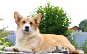 Dodatkowe zdjęcia: szczeniaczki welsh corgi pembroke po Interchampionie