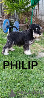 Zdjęcie №3. Sznaucer miniaturowy szczenięta. Serbia