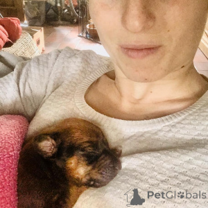 Zdjęcie №2 do zapowiedźy № 142033 na sprzedaż  rhodesian ridgeback - wkupić się Belgia hodowca