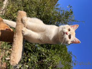 Zdjęcie №4. Sprzedam kot brytyjski krótkowłosy w Gelendzhik. od żłobka - cena - Bezpłatny