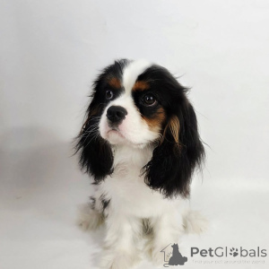 Zdjęcie №2 do zapowiedźy № 155572 na sprzedaż  cavalier king charles spaniel - wkupić się Holandia prywatne ogłoszenie
