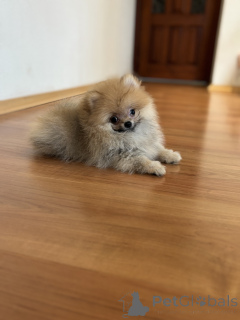Zdjęcie №3. Pomeranian Spitz Mini Boy, Lex. Federacja Rosyjska