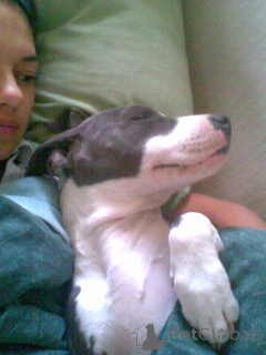 Zdjęcie №1. amerykański pitbulterier - na sprzedaż w Антверпен | negocjowane | Zapowiedź №139924