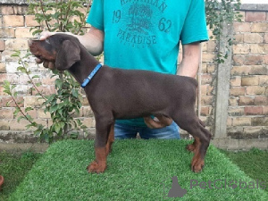 Zdjęcie №1. doberman - na sprzedaż w Sremka Mitrovica | negocjowane | Zapowiedź №177520
