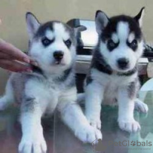 Zdjęcie №3. Twee Siberische Husky-Puppy's Voor Herplaatsing. Urugwaj