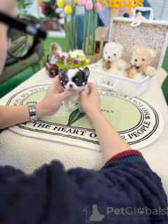 Zdjęcie №3. Śliczne szczenięta Chihuahua, lojalni przyjaciele w małym rozmiarze. Niemcy