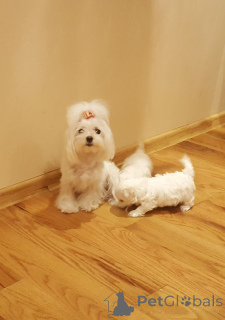 Zdjęcie №1. maltańczyk - na sprzedaż w Skrajny | 2392zł | Zapowiedź №159437