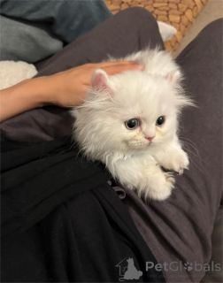 Zdjęcie №2 do zapowiedźy № 153197 na sprzedaż  munchkin - wkupić się Niemcy 