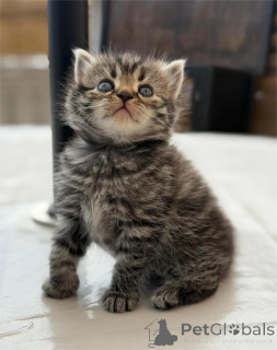 Zdjęcie №1. perskie - na sprzedaż w Delmenhorst | 1674zł | Zapowiedź № 153070