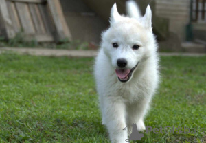 Dodatkowe zdjęcia: Siberian Husky szczenięta