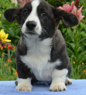 Zdjęcie №4. Sprzedam welsh corgi w Moskwa. hodowca - cena - Negocjowane