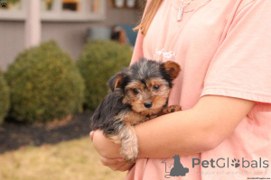 Zdjęcie №1. yorkshire terrier - na sprzedaż w Szczecin | 2631zł | Zapowiedź №136287