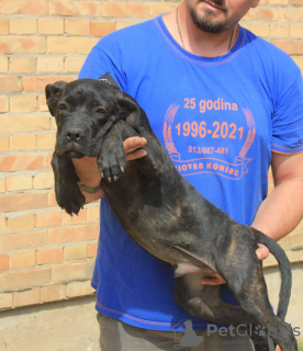 Zdjęcie №3. Szczenięta Cane Corso. Serbia