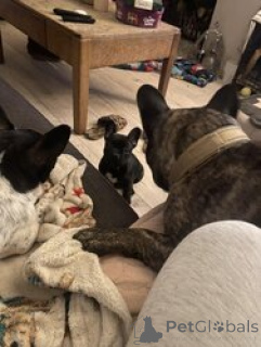 Zdjęcie №2 do zapowiedźy № 166053 na sprzedaż  buldog francuski - wkupić się Niemcy 