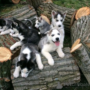 Zdjęcie №2 do zapowiedźy № 140567 na sprzedaż  husky syberyjski - wkupić się Albania prywatne ogłoszenie